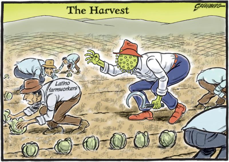 Farmworkers Harvest Cartoon Movement